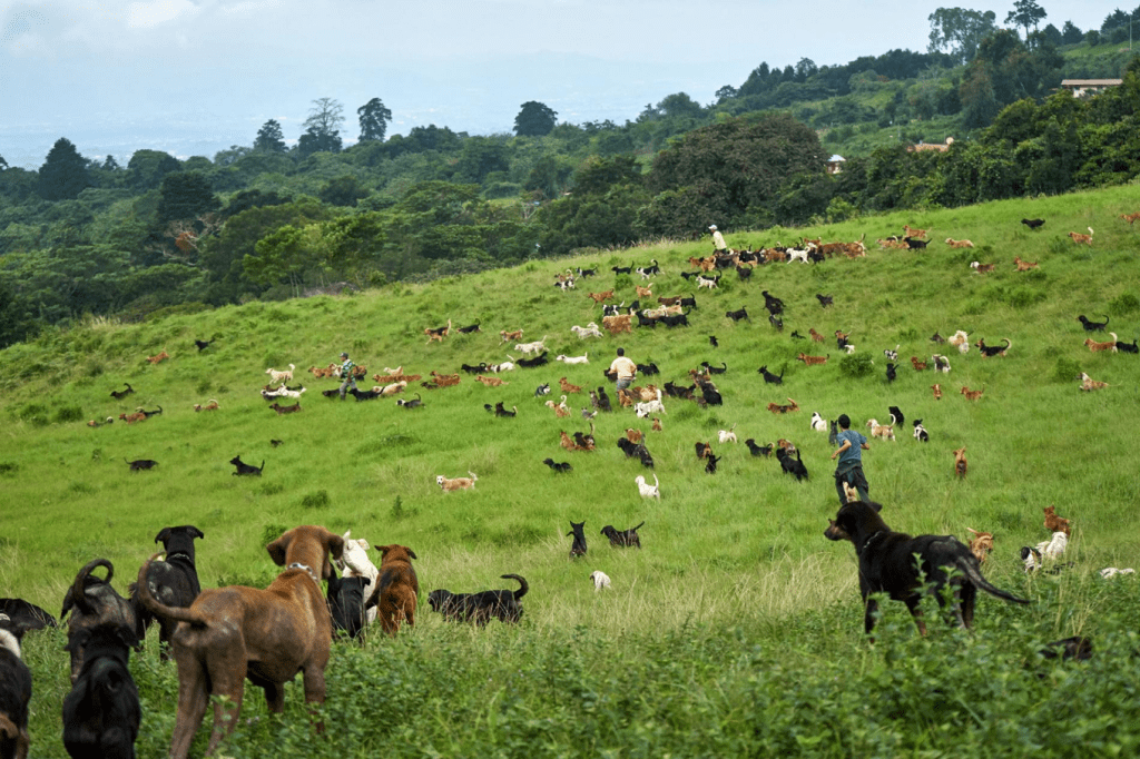 一張含有 草, 室外, 曠野, 天空 的圖片

自動產生的描述
