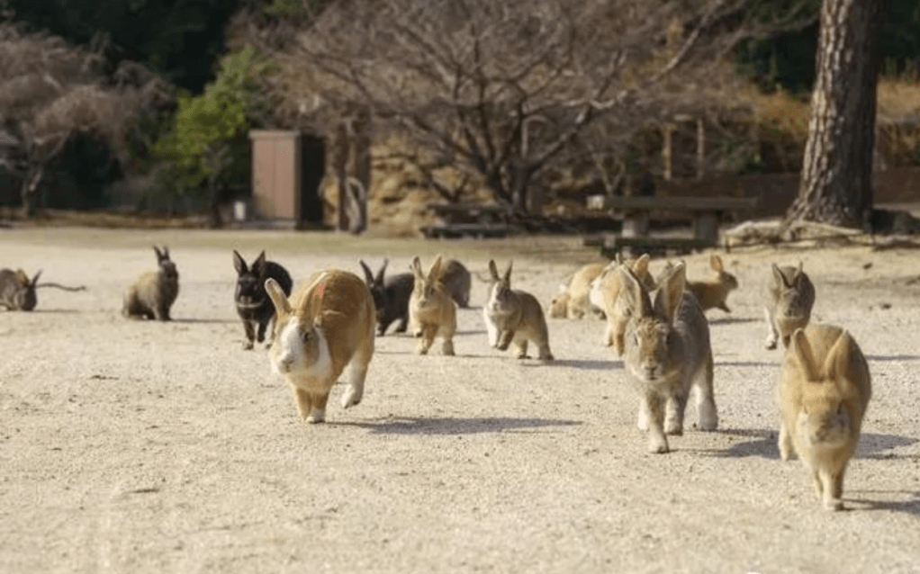 一張含有 樹, 地面, 室外, 牛 的圖片

自動產生的描述