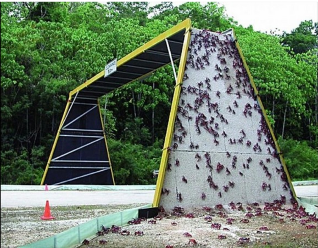 一張含有 樹, 室外, 草, 地面 的圖片

自動產生的描述